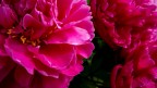 Peonie Peonie