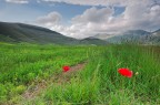Castelluccio-2014_DSC3303