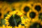 verso il sole verso il sole