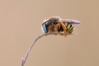 Anthophora-urbana_posa2_20210606 Anthophora-urbana_posa2_20210606
