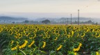 Inchino dei Girasoli all'alba.. Inchino dei Girasoli all'alba..