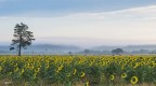Girasoli..e la foschia.. Girasoli..e la foschia..