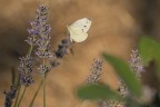 Macro_Lug21 Macro_Lug21