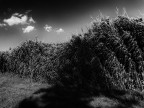 Palustre Palustre