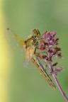Libellula Libellula