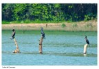 I colori del Cormorano I colori del Cormorano