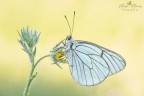 Aporia Crataegi Aporia Crataegi
