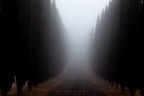 cipressi & nebbia cipressi & nebbia