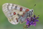 Parnassius apollo Parnassius apollo