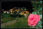 Rosa Rosa