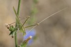 Macro_Lug21_2 Macro_Lug21_2
