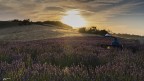 Tramonto nella lavanda..