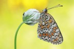 Melitaea didyma