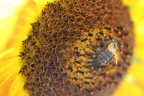 girasole operaio girasole operaio