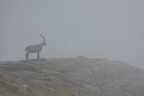 Stambecco nella nebbia
