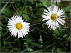 Fiori Fiori