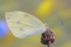 Pieris manni Pieris manni