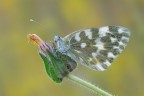 Pontia edusa Pontia edusa
