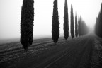 ancora cipressi ancora cipressi