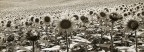 I girasoli I girasoli