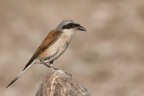 Averla piccola (Lanius collurio)
