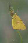 Colias-crocea_DSC1710 Colias-crocea_DSC1710