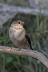 Ciuffolotta baciata dal sole Ciuffolotta baciata dal sole