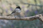 La bigia è arruffata La bigia è arruffata