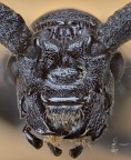 Cerambyx cerdo (Linneaus, 1758) Cerambyx cerdo (Linneaus, 1758)