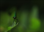 sguardo... sguardo...