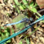 Anni....molti anni che non vedevo una libellula nel vigneto....prima su ogni canna ce n'era una. Sar� anche per questo che non � venuta una photo decente. Ma son contento lo stesso.

kampes