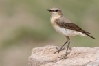 Culbianco (Oenanthe oenanthe) Culbianco (Oenanthe oenanthe)
