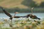 Courtship Purple Heron Courtship Purple Heron