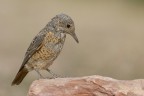 Codirossone (Monticola saxatilis)