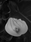 ..Calla calligrafica ..Calla calligrafica