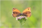 papillon... papillon...