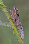 Cicala_DSC3466 Cicala_DSC3466