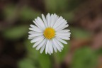 prataiola comune prataiola comune