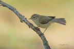 Phylloscopus-collybita_DSC3803 Phylloscopus-collybita_DSC3803