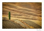 Classico Toscano Classico Toscano