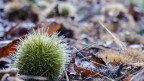Autunno Autunno