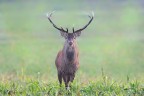Cervo Nobile Cervo Nobile