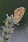 Licenide su lavanda Licenide su lavanda