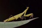 Mantide notturna