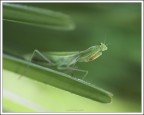 surf nel verde... surf nel verde...