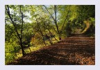 Sentiero nel bosco autunnale