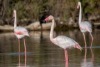 Fenicotteri rosa
