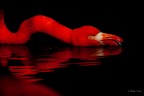 Rosso di sera... Rosso di sera...