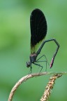 Caleopteryx haemorrhoidalis maschio