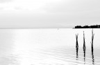 Trasimeno Trasimeno